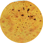 Sarala Devi Patawari